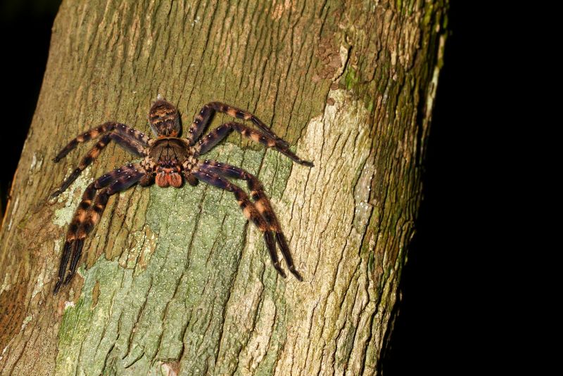 Hobo Spider Extermination in Denton, TX