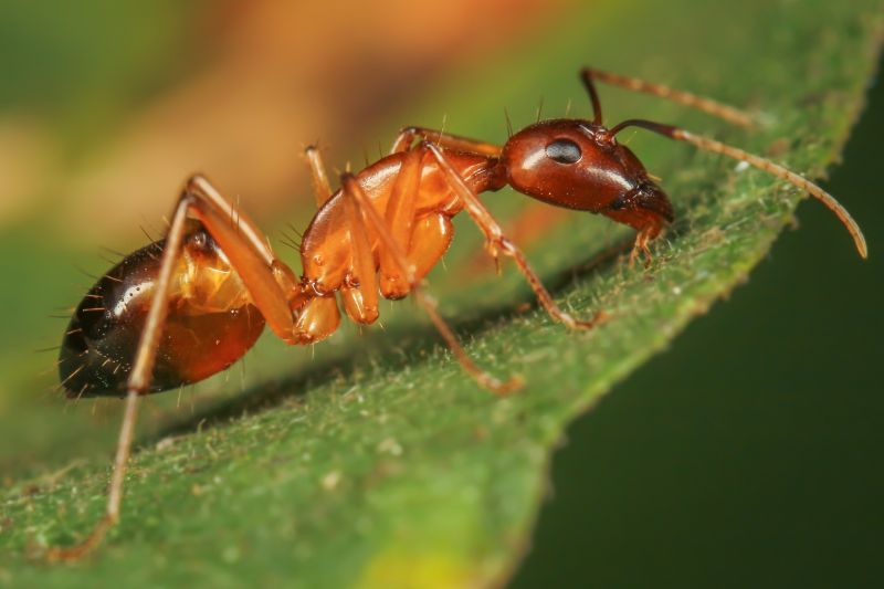 Red Ant Extermination in Frisco, TX