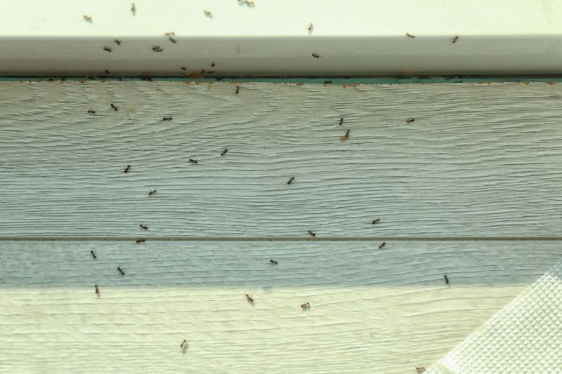 Carpenter Ant Extermination in Katy, TX