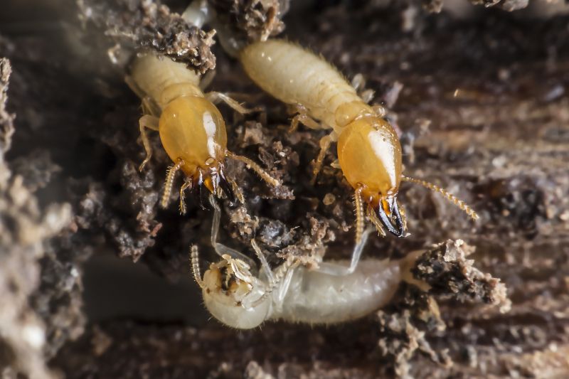 Commercial Termite Treatment in Frisco, TX