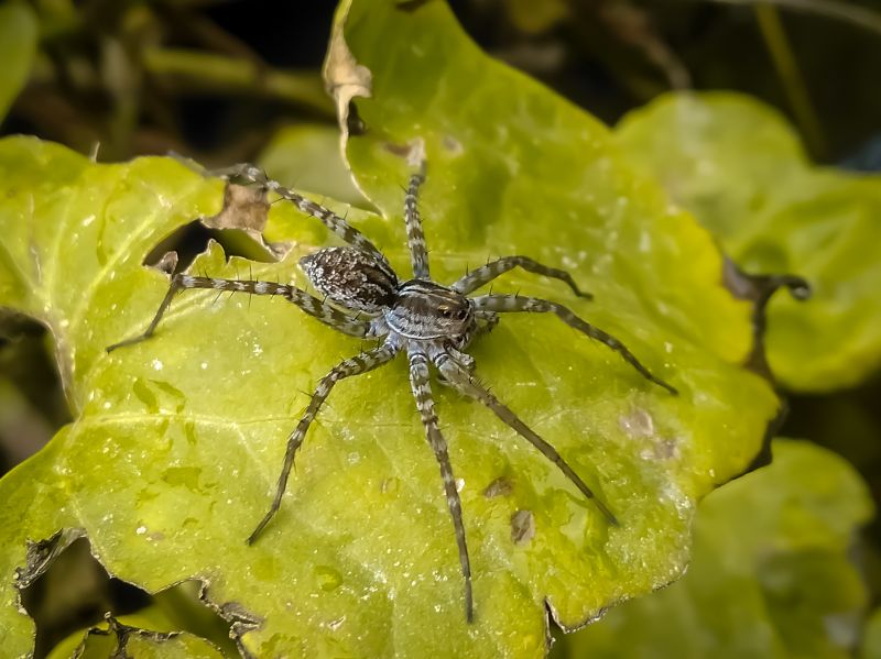 Common Spiders Extermination in Katy, TX