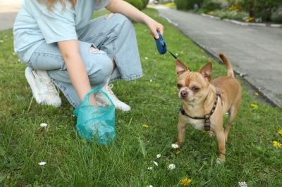 Cost of Deceased Pet Removal — Cost of Deceased Pet Removal