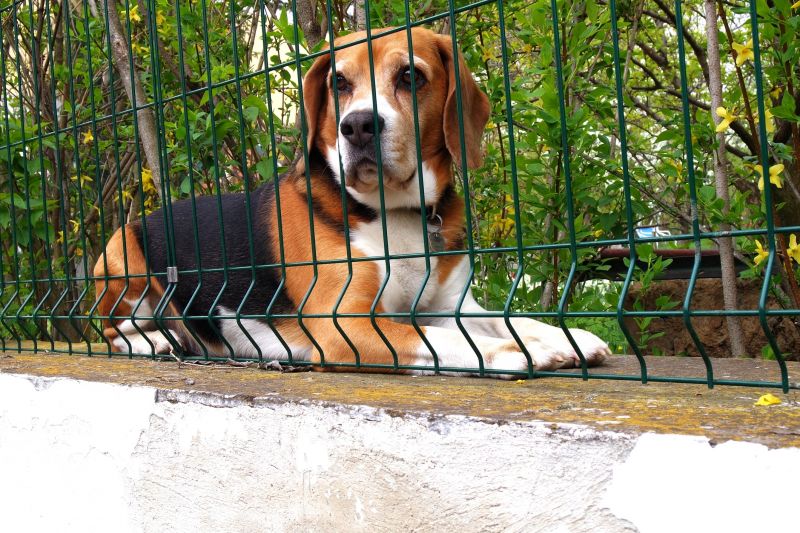 Cost of Deceased Pet Removal — Cost of Deceased Pet Removal