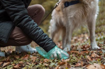 Cost of Deceased Pet Removal — Cost of Deceased Pet Removal