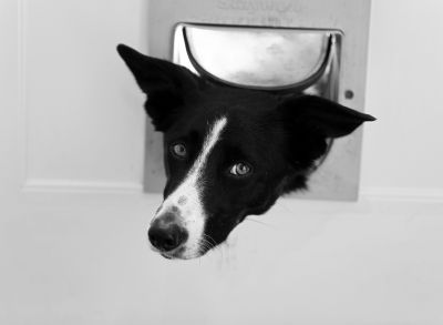 Cost of Deceased Pet Removal — Cost of Deceased Pet Removal