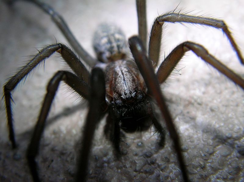 Cross Spider Extermination in Mckinney, TX