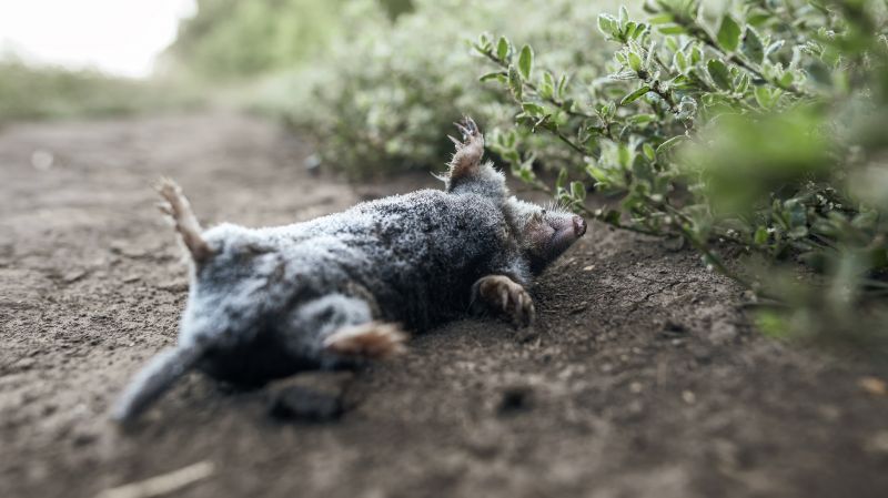 Deceased Pet Removal