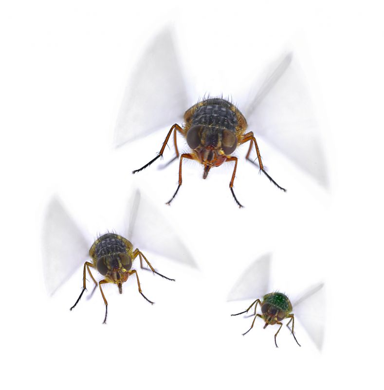 Fly Control Service in Frisco, TX