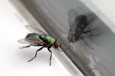 Fly Pest Control in Rockwall, TX