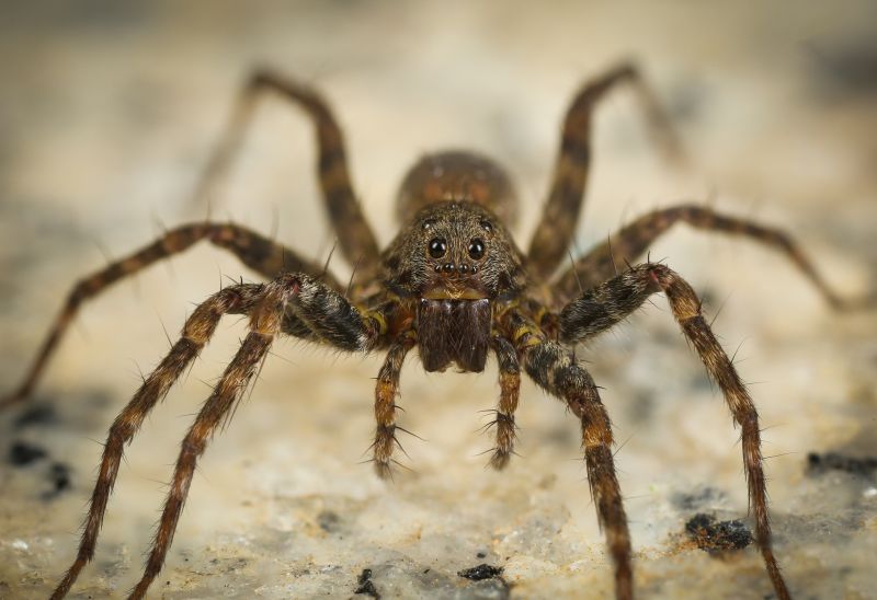 Huntsman Spider Extermination in Fort Worth, TX