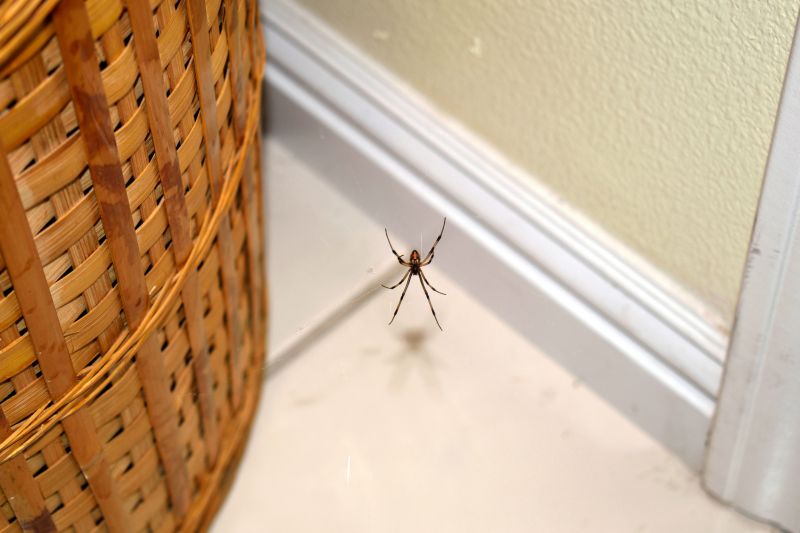 Spider Control Service in Katy, TX