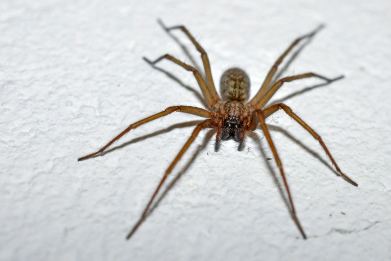 Trapdoor Spider Removal in Katy, TX