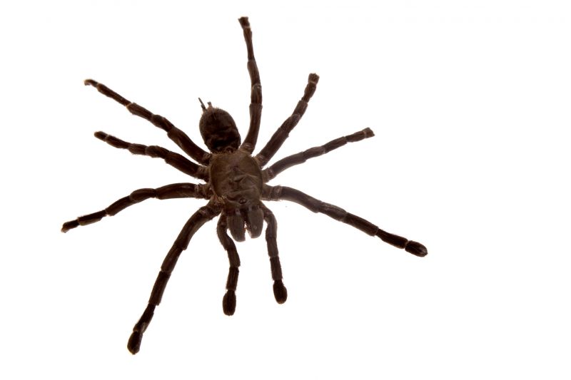 Wolf Spider Removal in Katy, TX